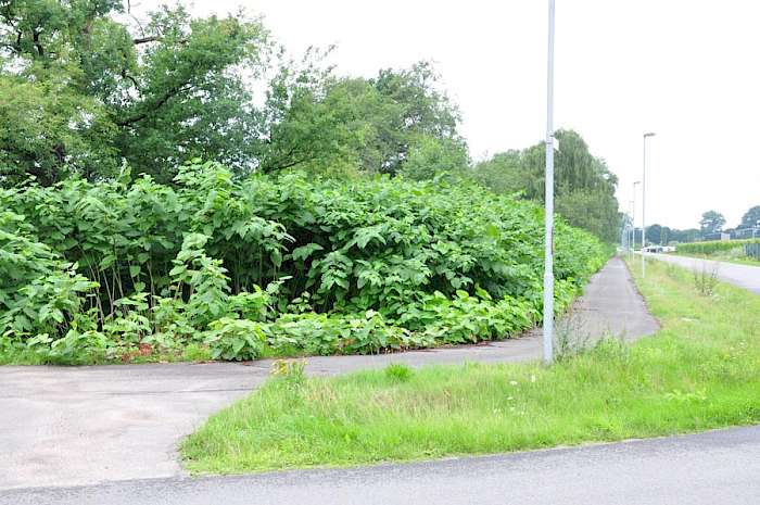 Riesenstaudenknöterich an Straße