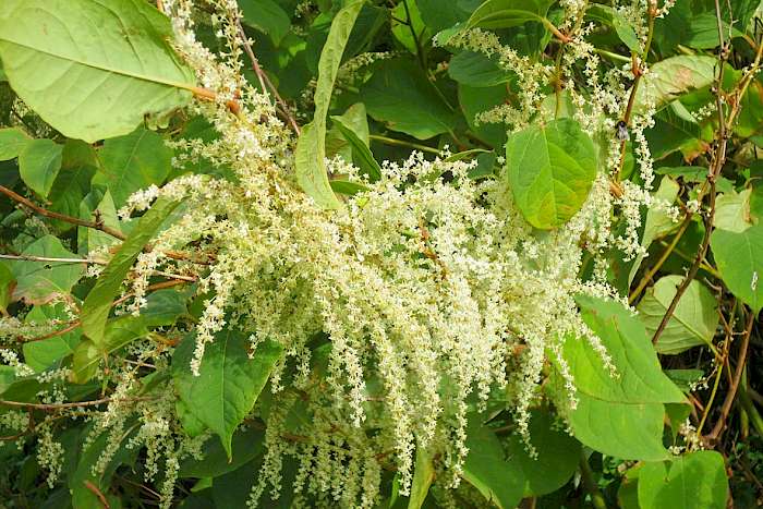 Blüte des Riesenstaudenknöterichs
