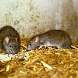 rattus norvegicus