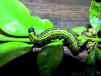 Ältere Buchsbaumzünsler-Raupe