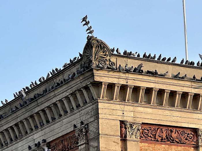 Stadttauben auf kommunalem Gebäude