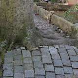 Baumwurzel unter Pflaster