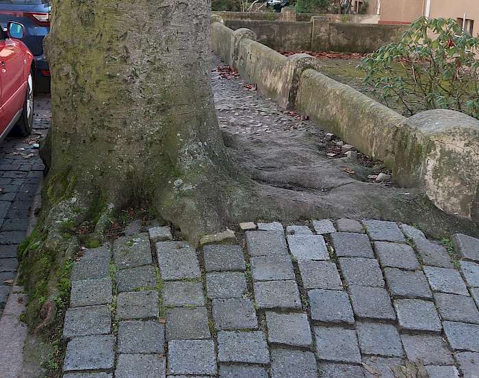 Baumwurzel unter Pflaster