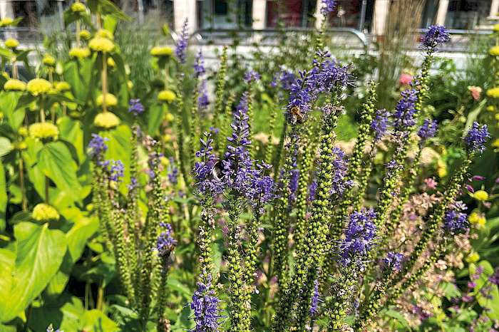 Naturnahe Grünfläche