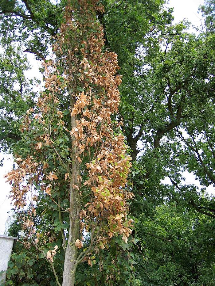 Trockene Kronenpartie einer Eiche