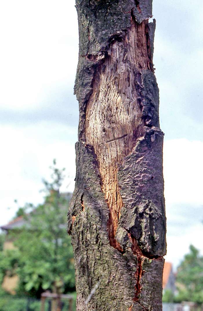 Rindenverletzung durch Eichensplintkäfer-Larve