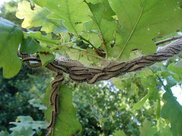Larven des Eichenprozessionsspinners an einem Eichenzweig