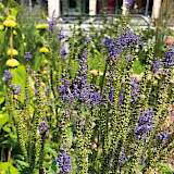 bienenfreundliche Begrünung