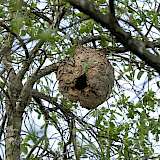 Nest der Asiatischen Gelbfußhornisse