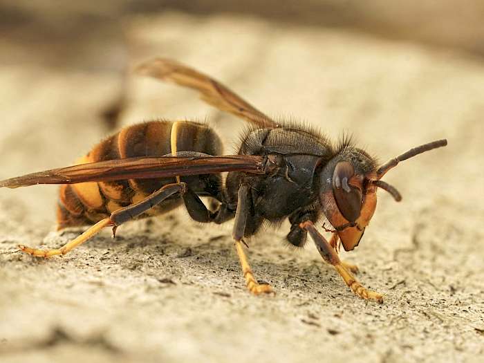 Asiatische Gelbfußhornisse