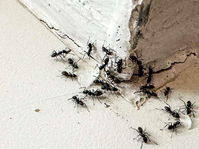Tapinoma magnum